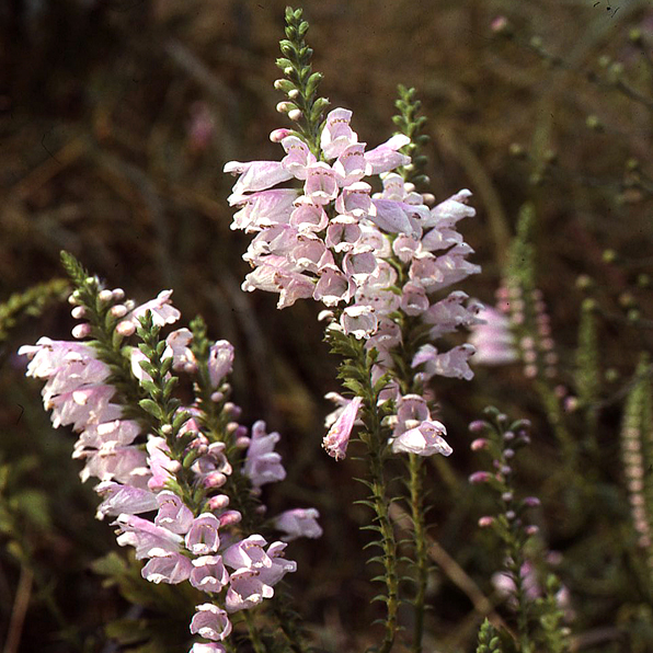 OBEDIENT PLANT